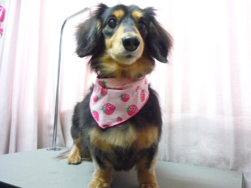 http://pet.e6.valueserver.jp/blog/P1100911.jpg