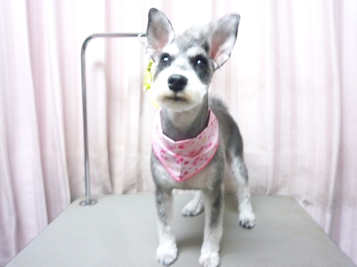 http://pet.e6.valueserver.jp/blog/P1100947.jpg