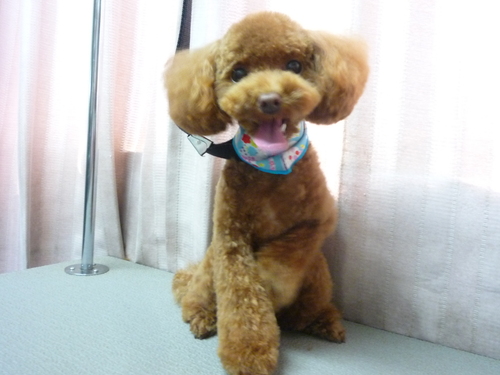 http://pet.e6.valueserver.jp/blog/P1110012.jpg