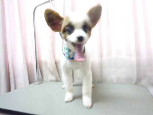 http://pet.e6.valueserver.jp/blog/P1110018.jpg