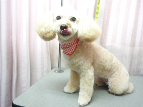 http://pet.e6.valueserver.jp/blog/P1110050.jpg