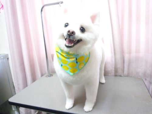 http://pet.e6.valueserver.jp/blog/P1110054.jpg