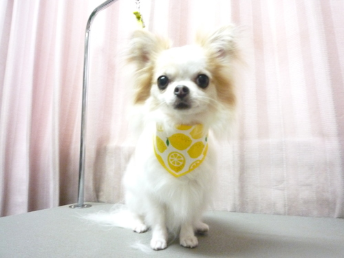 http://pet.e6.valueserver.jp/blog/P1110061.jpg