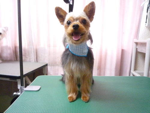 http://pet.e6.valueserver.jp/blog/P1110071.jpg