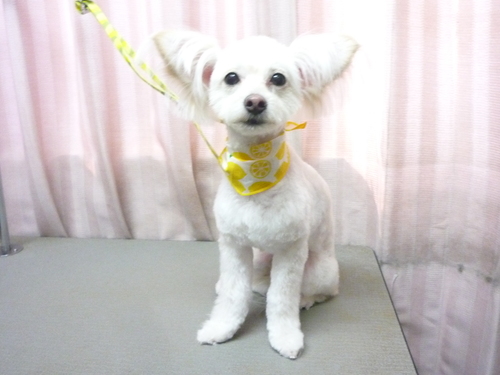 http://pet.e6.valueserver.jp/blog/P1110077.jpg