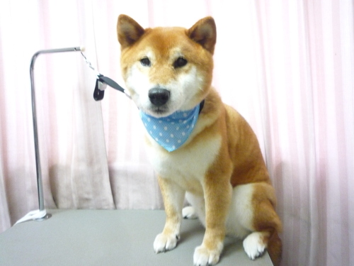 http://pet.e6.valueserver.jp/blog/P1110078.jpg