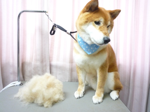 http://pet.e6.valueserver.jp/blog/P1110079.jpg