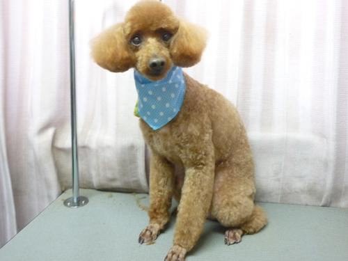 http://pet.e6.valueserver.jp/blog/P1110092.jpg