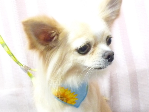 http://pet.e6.valueserver.jp/blog/P1110109.jpg