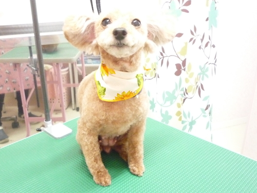 http://pet.e6.valueserver.jp/blog/P1110185.jpg