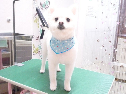 http://pet.e6.valueserver.jp/blog/P1110200.jpg