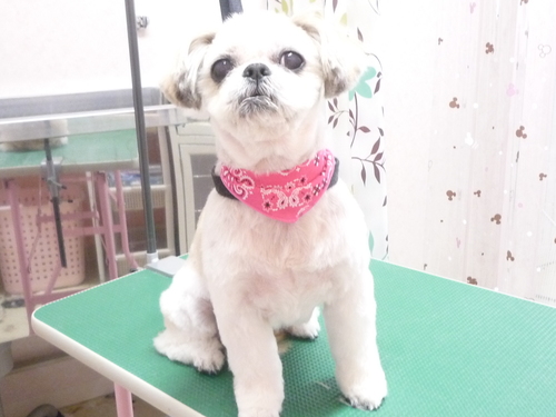 http://pet.e6.valueserver.jp/blog/P1110201.jpg