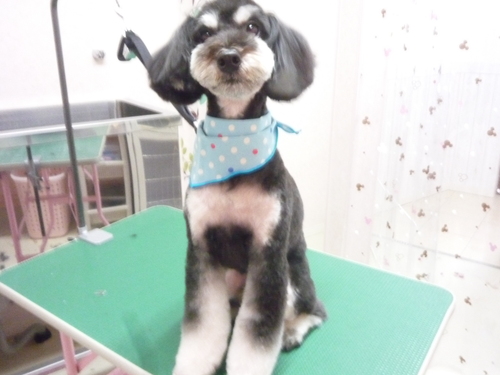 http://pet.e6.valueserver.jp/blog/P1110202.jpg