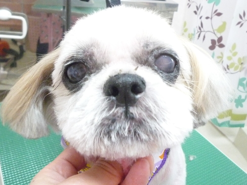 http://pet.e6.valueserver.jp/blog/P1110233.jpg