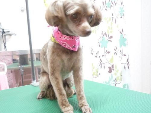 http://pet.e6.valueserver.jp/blog/P1110247.jpg