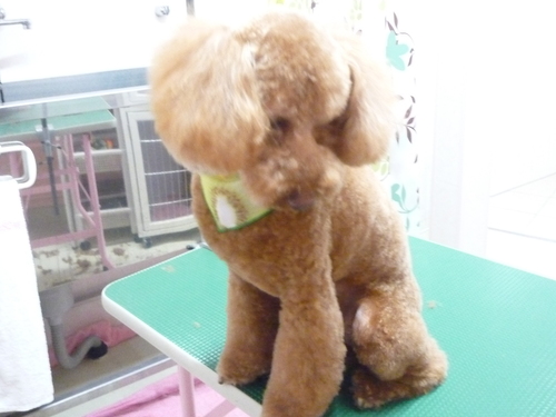 http://pet.e6.valueserver.jp/blog/P1110274.jpg