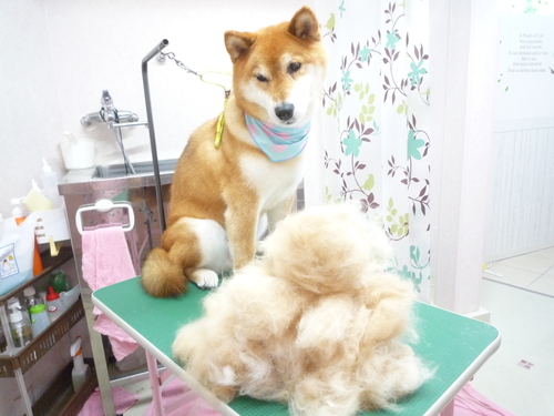 http://pet.e6.valueserver.jp/blog/P1110278.jpg