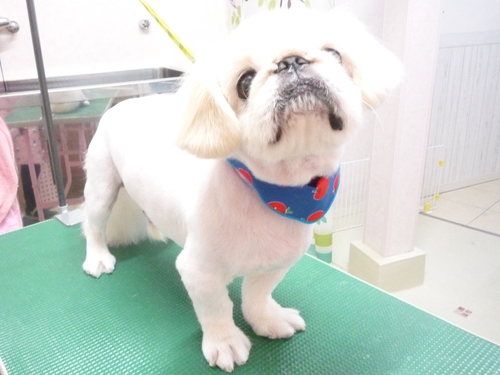 http://pet.e6.valueserver.jp/blog/P1110326.jpg