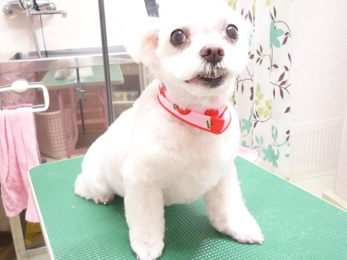 http://pet.e6.valueserver.jp/blog/P1110329.jpg