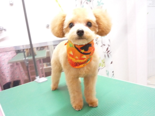 http://pet.e6.valueserver.jp/blog/P1110359.jpg