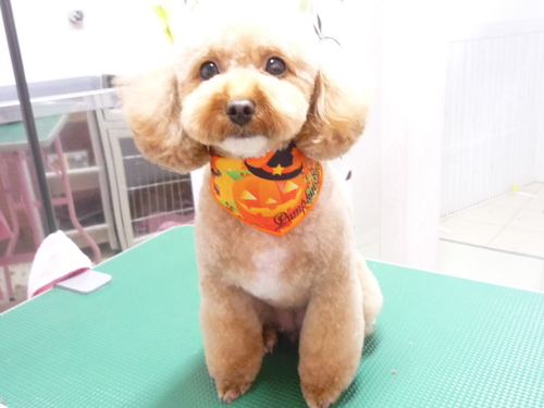 http://pet.e6.valueserver.jp/blog/P1110368.jpg