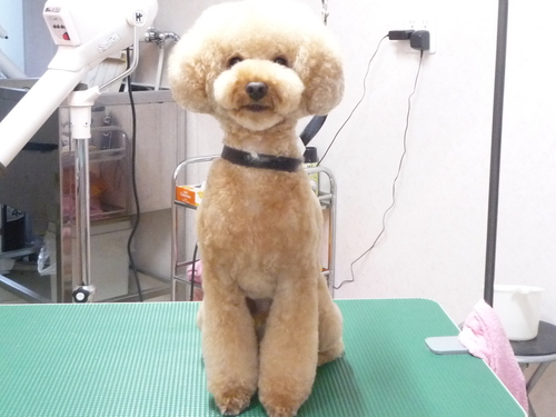 http://pet.e6.valueserver.jp/blog/P1110369.jpg