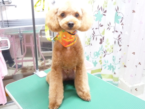 http://pet.e6.valueserver.jp/blog/P1110372.jpg