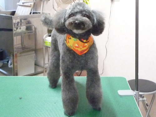 http://pet.e6.valueserver.jp/blog/P1110384.jpg