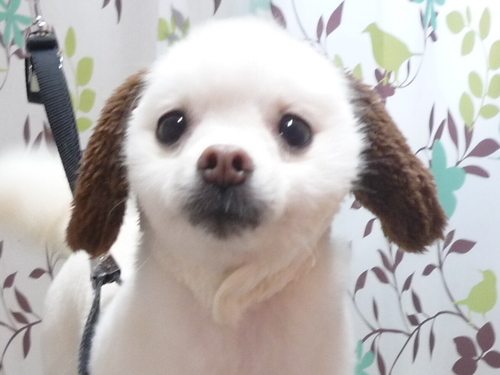http://pet.e6.valueserver.jp/blog/P1110525.jpg