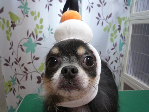 http://pet.e6.valueserver.jp/blog/P1110549.jpg