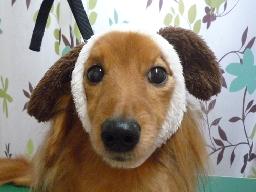 http://pet.e6.valueserver.jp/blog/P1110570.jpg