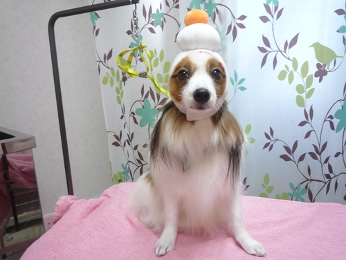 http://pet.e6.valueserver.jp/blog/P1110712.jpg