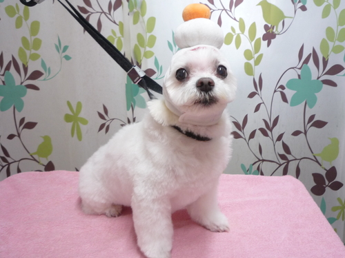 http://pet.e6.valueserver.jp/blog/P1110828.jpg