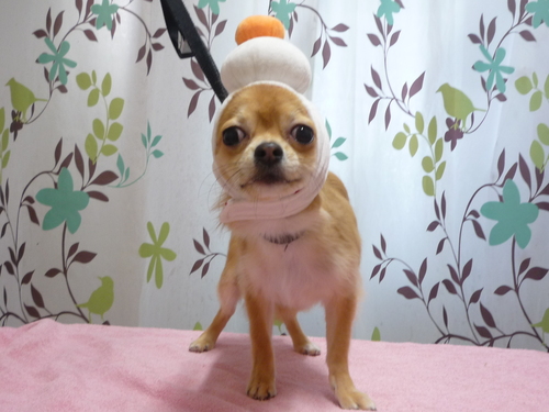 http://pet.e6.valueserver.jp/blog/P1110835.jpg