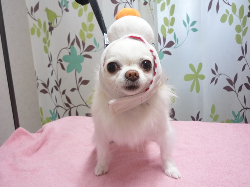 http://pet.e6.valueserver.jp/blog/P1110839.jpg
