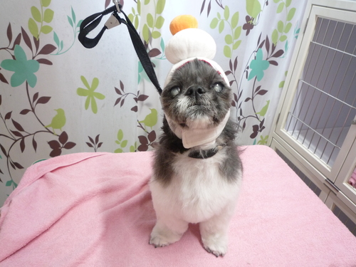 http://pet.e6.valueserver.jp/blog/P1110860.jpg