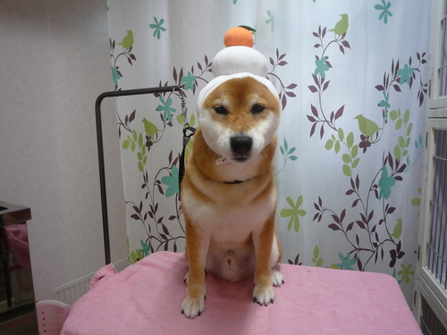 http://pet.e6.valueserver.jp/blog/P1110864.jpg