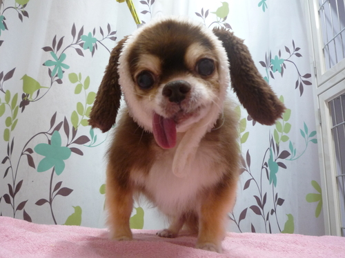 http://pet.e6.valueserver.jp/blog/P1110876.jpg