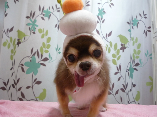 http://pet.e6.valueserver.jp/blog/P1110878.jpg