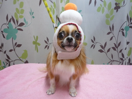 http://pet.e6.valueserver.jp/blog/P1110885.jpg