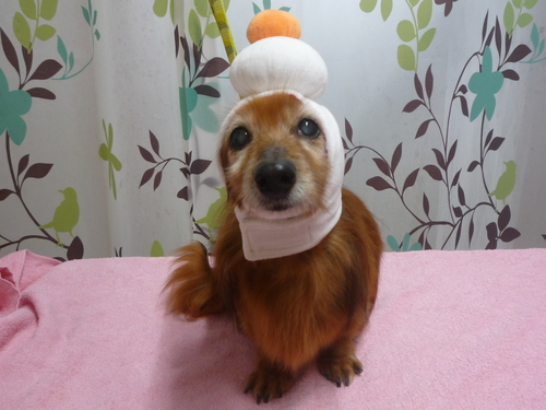 http://pet.e6.valueserver.jp/blog/P1110915.jpg