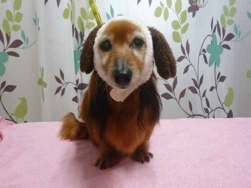 http://pet.e6.valueserver.jp/blog/P1110918.jpg