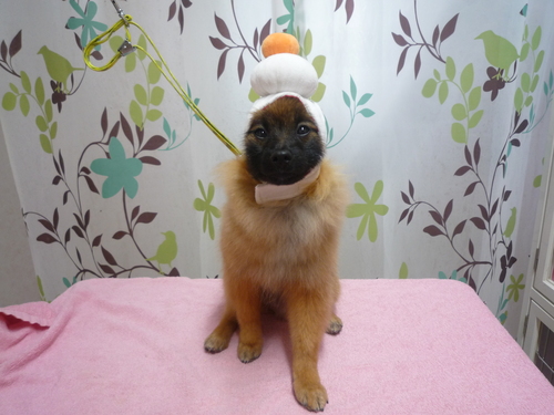 http://pet.e6.valueserver.jp/blog/P1110926.jpg