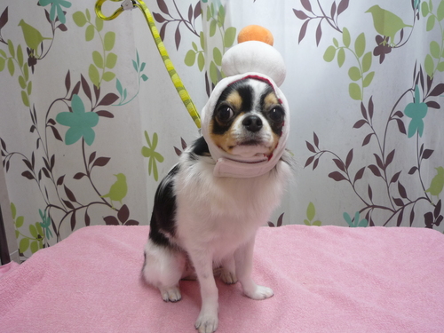 http://pet.e6.valueserver.jp/blog/P1110930.jpg