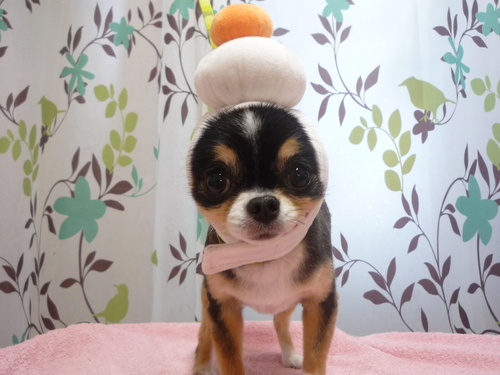 http://pet.e6.valueserver.jp/blog/P1110937.jpg