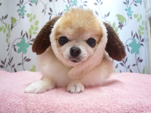 http://pet.e6.valueserver.jp/blog/P1110945.jpg