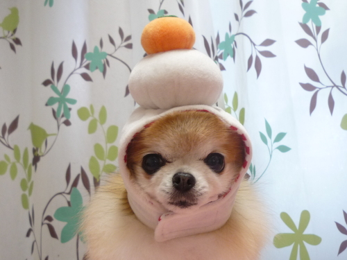 http://pet.e6.valueserver.jp/blog/P1110947.jpg