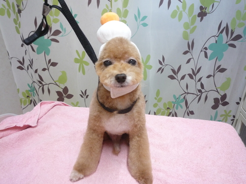 http://pet.e6.valueserver.jp/blog/P1110962.jpg