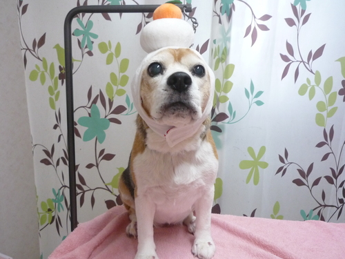 http://pet.e6.valueserver.jp/blog/P1110979.jpg