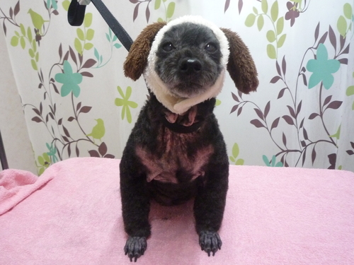 http://pet.e6.valueserver.jp/blog/P1110985.jpg